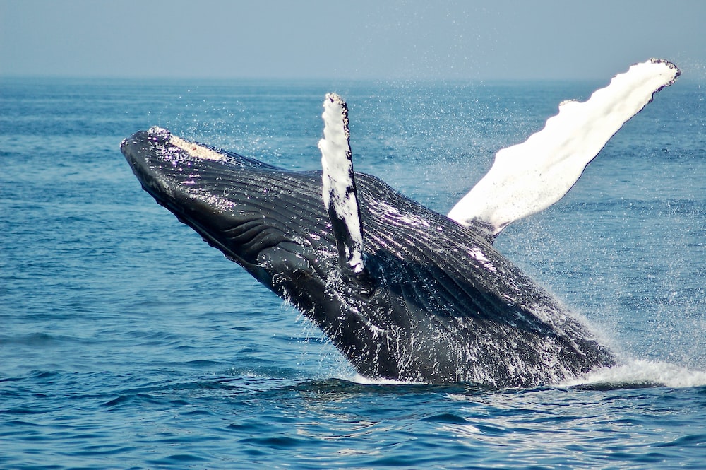 Are Bitcoin Whales Back In Accumulation Mode? On-Chain Data Suggests